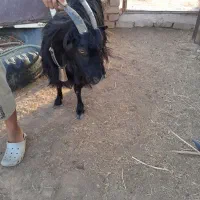 گوسفند بز