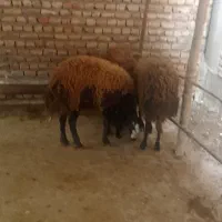 گوسفند|حیوانات مزرعه|گرگان, |دیوار