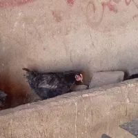 ۷ تا جوجه محلی