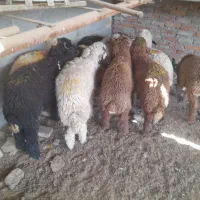 گوسفند نر عربی