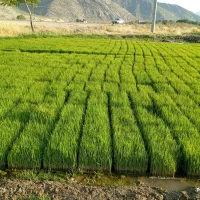 برنج اصل کامفیروزی