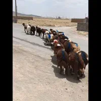 بره نر استثنایی پلنگی درجه 1