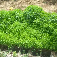 یونجه خشک