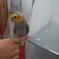 جوجه عروس هلندی