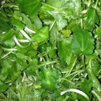 چوچاق تازه تازه