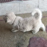 واگذاری توله سرابی اصیل نر