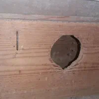لانه عروس هلندی