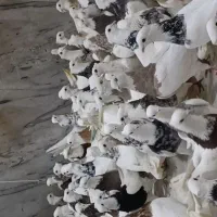 کبوتر رنگی