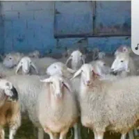گوسفند زنده شبانه روزی