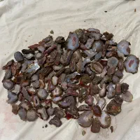 راف عقیق خور شندار