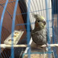 عروس هلندی