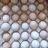 تخم مرغ نطفه دار تضمین شده به شرط جوجه شدن