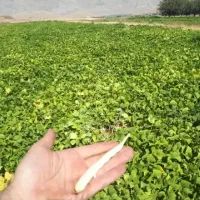 نیروی کار برای برداشت لوبیا