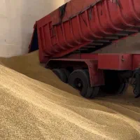 فروش ذرت خوراک جو