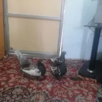 چهارعددکبوتر