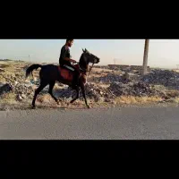 مادیون4سال