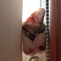 واگذاری گربه