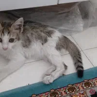 بچه گربه خوشگل