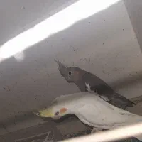 فروش جفت مولد عروس هلندی با کیفیت