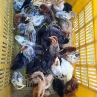 جوجه گلین لری اصیل نژاددار ساده و کاکلی ۲۰ روزه