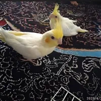 عروس هلندی