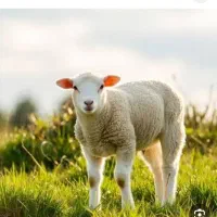 مرکز فروش گوسفند زنده