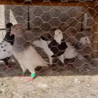 کبوتر