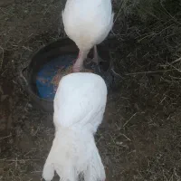 بوقلمون گوشتی