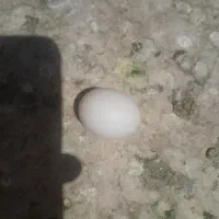 تخم کفتر ۸روزه یا ۱۰روزه هرکی داره چت دیوار