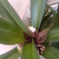 سه عدد گل