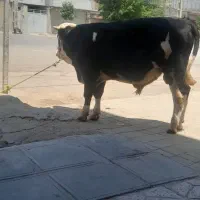 کشتار تازه
