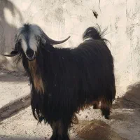 چپش تخمی بختیاری