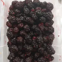 شاه توت