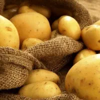 سیب زمینی بذری کلمبا