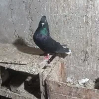 کفتر|پرنده|کارون, |دیوار