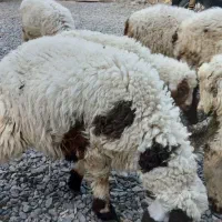 بره ماده افشاری ۳ تا ۴ ماهه، سالم و درشت»