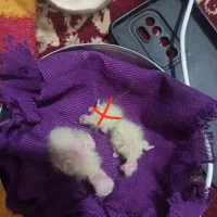 عروس هلندی جوجه عروس هلندی سرلاکی