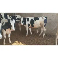 فروش چهار راس تلیسه جنس درجه ۱