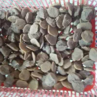 قروت میش گوسفندی  فروشی