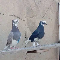 کفتر