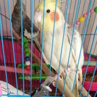 یک جفت عروس هلندی نر و ماده