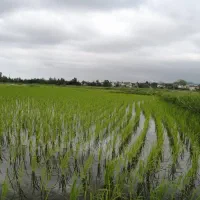فروش کود گیاهی