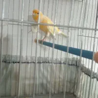 قناری پرتقالی نر