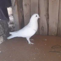 ۱۳ تا کبوتر ۶ تومن