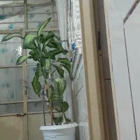 کاه کنگرسبز امسال