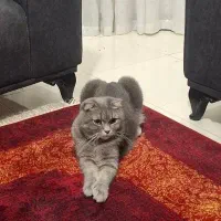 اسکاتیش فولد بلو ((پسر))