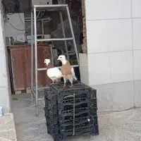 کبوتر طوقی طوق زرد گمشده