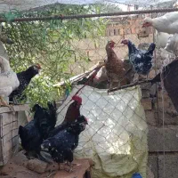 تخم مرغ گلین نطفه دار