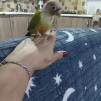 طوطی گرینجیک ماده