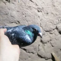 یک عدد کبوتر سبز پلاکی